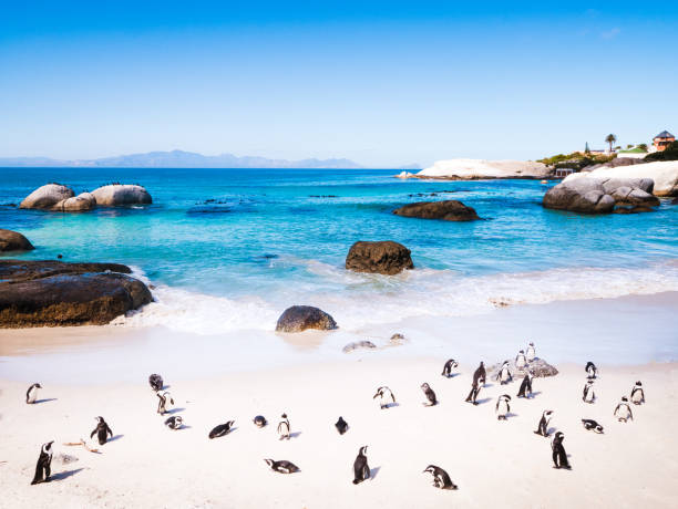 pingüinos en ciudad del cabo - península del cabo fotografías e imágenes de stock