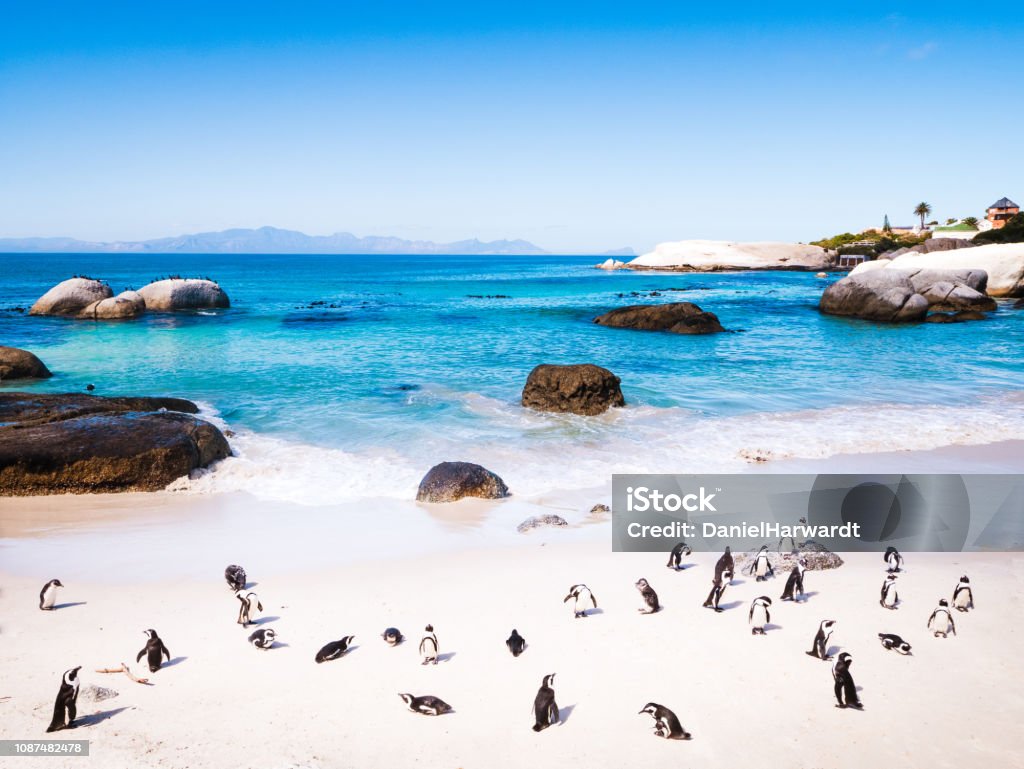 Penguins in Cape Town Boulders Beach in South Africa Cape Town Stock Photo
