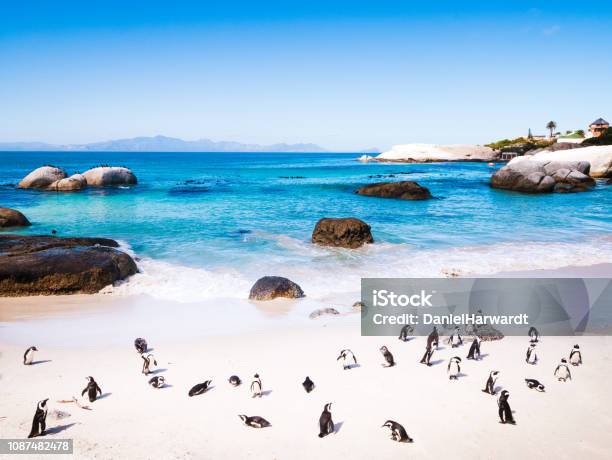 Penguins In Cape Town Stock Photo - Download Image Now - Cape Town, Boulder Beach - Western Cape Province, Cape Peninsula
