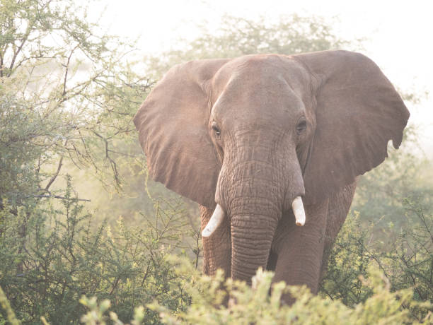 istock Beautiful Elephant in South Africa 1087483512