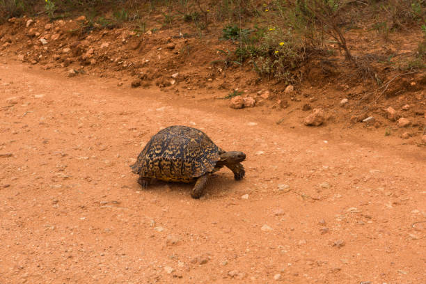 Leopard tortoise slowly wandering along the road in Addo Elephant Park, South Africa