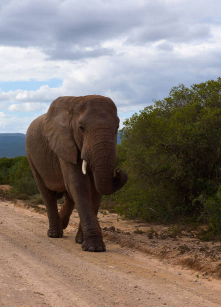 istock Large elephants passing by at close range in Addo Elephant Park 1087489344