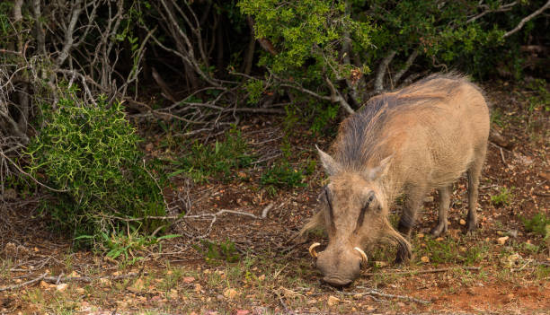 istock Common warthog browsing around on the savannah in Addo Elephant Park 1087489360
