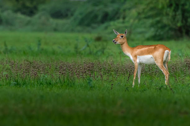 istock The World Of Blackbuck! 1087491602