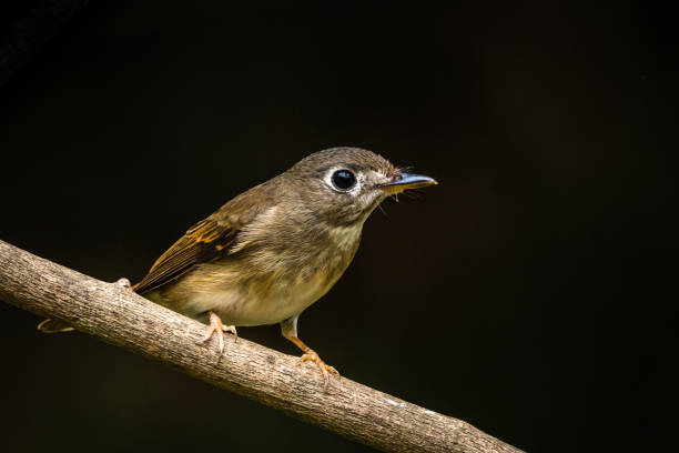 istock The Tiny Little Colorful Bird! 1087491732