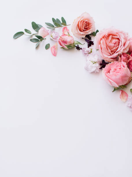 美しい柔らかい開花花のフレームのピンクのバラ、トルコギキョウ、mattiola、チューリップ、白い背景、上面図、フラットにユーカリを置く - bouquet rose wedding flower ストックフォトと画像