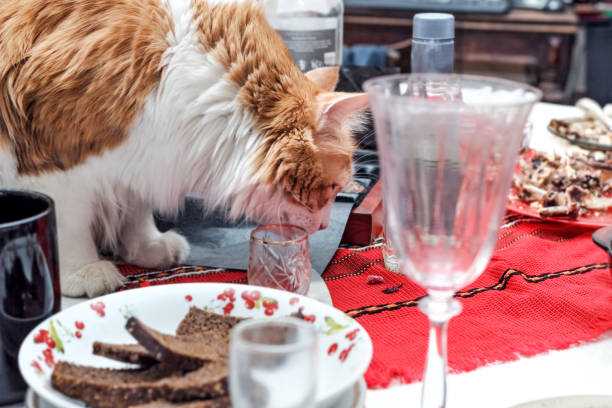 istock Adult cat on table with mess 1087492446