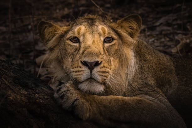 The World Of Lion! This image of Lion is taken at Gir Forest in Gujarat , India. gir forest national park stock pictures, royalty-free photos & images