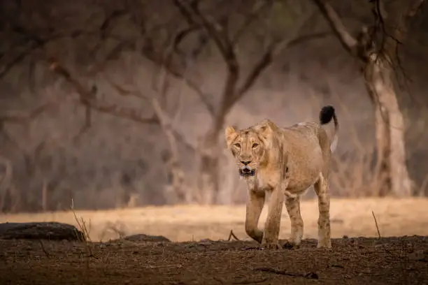This image of Lion is taken at Gir Forest in Gujarat, India.