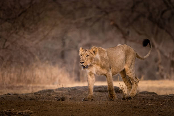 The Mighty Walk in the Wooods! This image of Lion is taken at Gir Forest in Gujarat, India. gir forest national park stock pictures, royalty-free photos & images