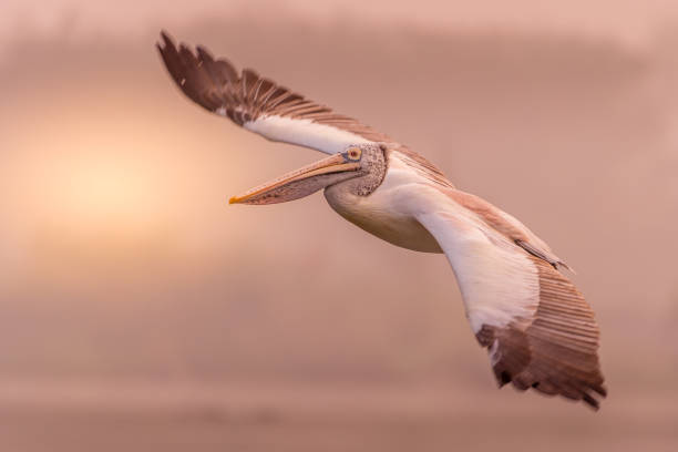 istock The World of Pelican! 1087493994