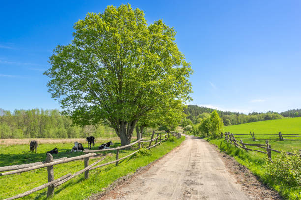 paesaggio agricolo verde con campo sotto il cielo blu nella scena di campagna con strada rurale - poland rural scene scenics pasture foto e immagini stock