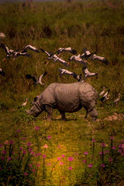 The Big World of Rhinoceros! This image of One Horned Rhino is taken at Kaziranga National Park in Assam,India. assam india stock pictures, royalty-free photos & images