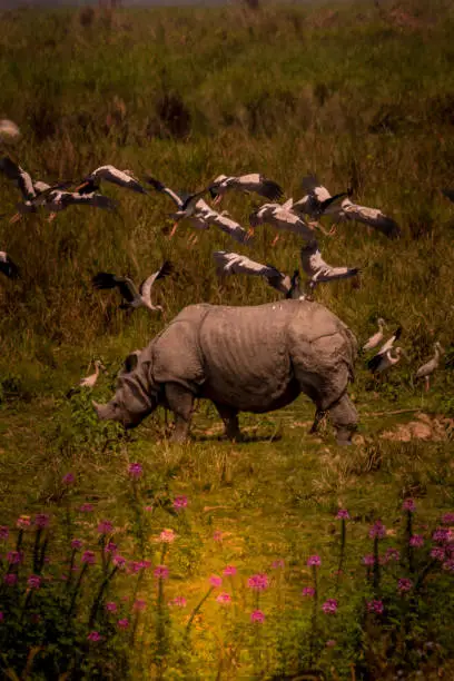 This image of One Horned Rhino is taken at Kaziranga National Park in Assam,India.