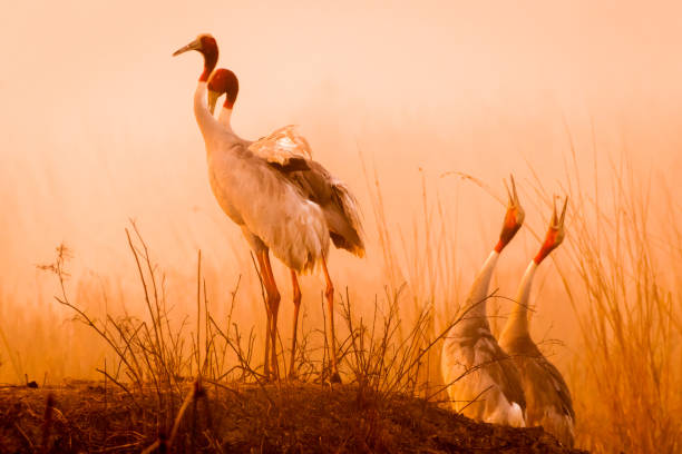 Calling out in the Wild! This image of Sarus Crane calling is taken at Bharatpur in Rajasthan,India. bharatpur photos stock pictures, royalty-free photos & images