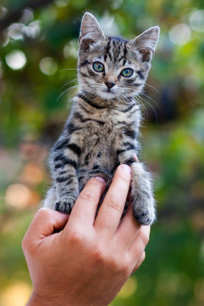 istock Human hands holding pretty little kitten 1087496866