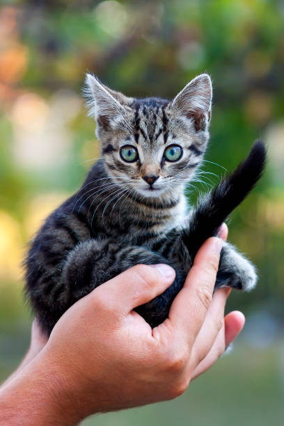istock Human hands holding pretty little kitten 1087496870