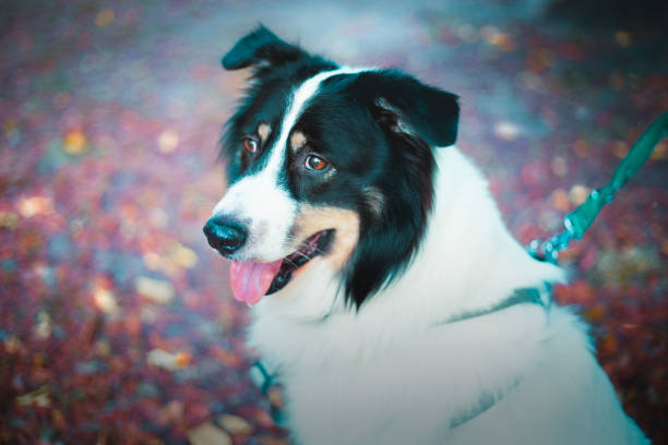 Three playful border collie puppies with blue merle coats posing on festive christmas wrapping paper