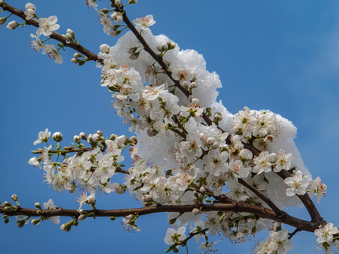 Blooming cherry plum fell under the snowfall. Closeup of white flowers of a cherry plum tree covered with snow against the blue sky. Cataclysms of nature.