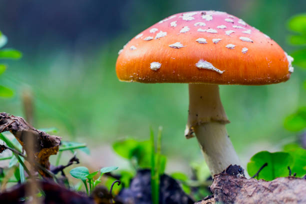 istock Red fly agaric mushroom or toadstool in the grass. Fairy tale colourful image. Toxic mushroom. White-dotted red mushroom 1087501328