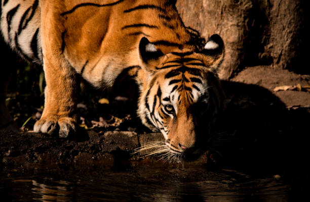 istock Close up portrait of a tiger drinking water 1087501434