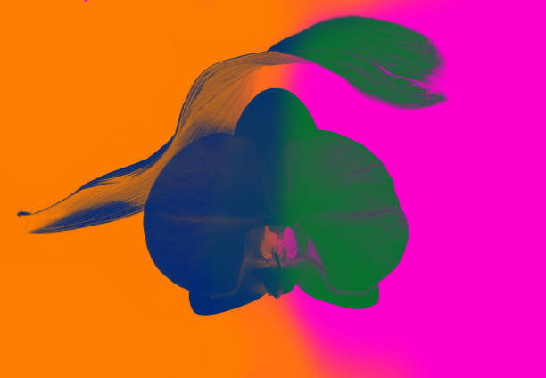istock Multicolour futiristic orchid 1087502378
