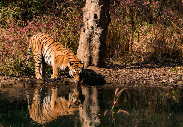 istock Tigress drinking water from a waterhole 1087505580