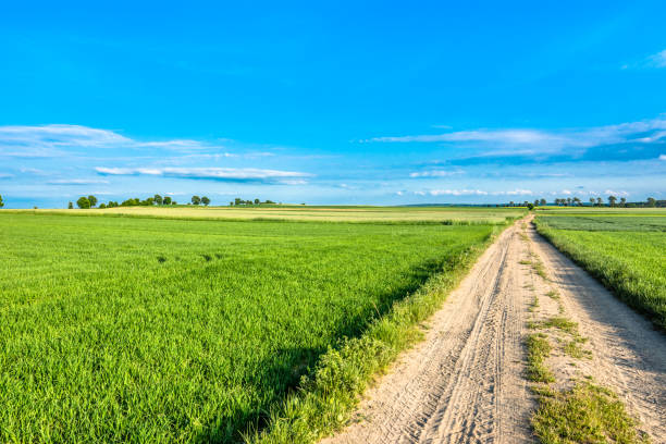 Blue sky, road and field with green grass in spring, countryside landscape Blue sky, road and field with green grass in spring, countryside landscape country road road corn crop farm stock pictures, royalty-free photos & images