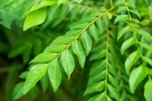 Curry leaves tree plant close up