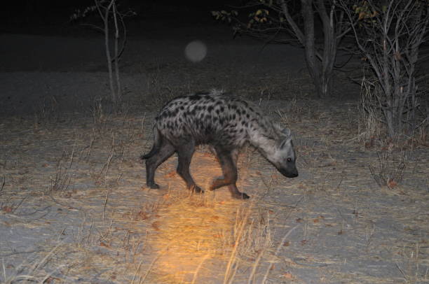 istock African wild Hyena 1087512756