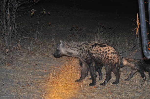 istock African wild Hyena 1087512786