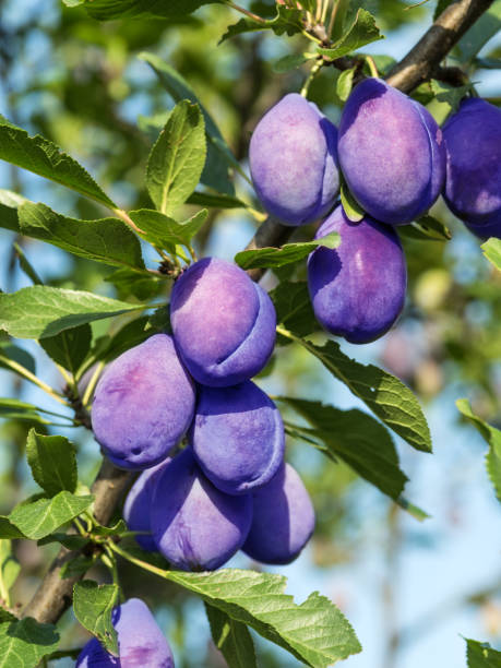 Ripe purple plums on the branch. Ripe purple plums on the branch. Bright spring sky on the background. plum tree stock pictures, royalty-free photos & images