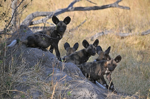 African wild Hyena