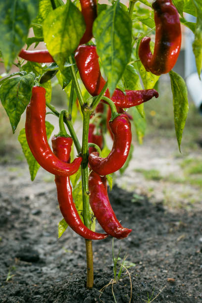 istock Growing the red peppers (capsicum) in vegetable garden 1087513408