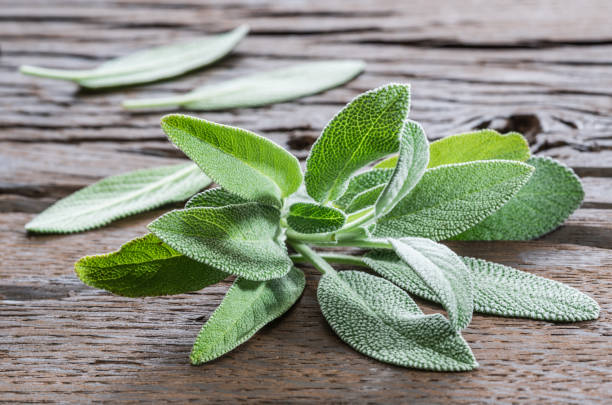 istock Fresh leaves of garden sage. 1087513850