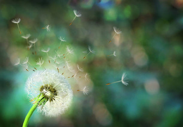 Dandelion Close Up Of Dandelion Spores Blowing Awayblue Sky Background  Stock Photo - Download Image Now - iStock
