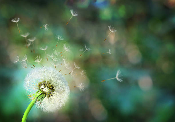 dente de leão. close-up de esporos dandelion explodindo, fundo do céu azul - soprando - fotografias e filmes do acervo