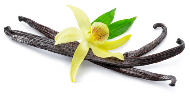 istock Dried vanilla fruits and orchid vanilla flower. 1087518410