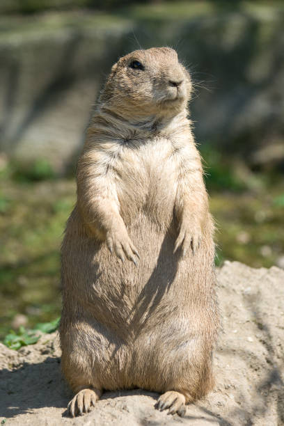 istock The European ground squirrel (Spermophilus citellus). 1087518500
