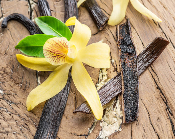 istock Dried vanilla fruits and vanilla orchid. 1087519794