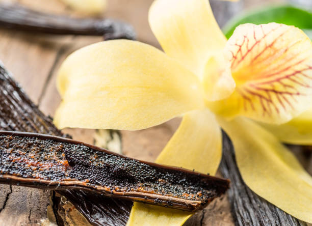 istock Dried vanilla fruits and vanilla orchid. 1087519992