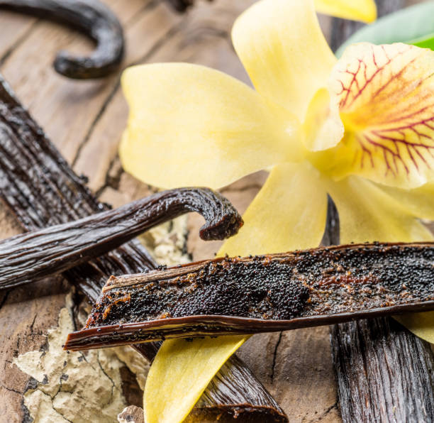 istock Dried vanilla fruits and vanilla orchid. 1087519996