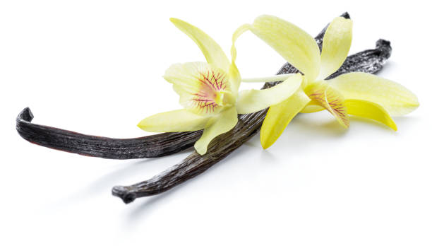 istock Dried vanilla stick and orchid vanilla flower. 1087520304