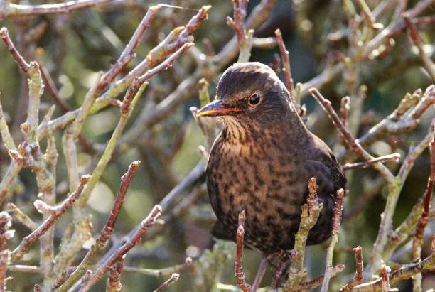 istock Female Blackbird Portrait 1087522240