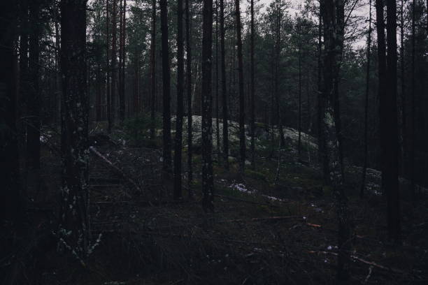 istock Low key light nature background of forest tree 1087522588