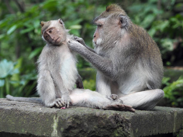 istock Monkey family in Bali 1087527288