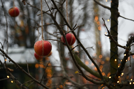 Apples hung in a tree, winter in Denmark