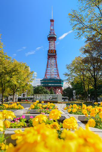 Sapporo, Japan - 12 October 2018 - Sapporo TV tower, famous landmark for visitors around the world, stands tall against blue sky on autumn season in Sapporo, Japan