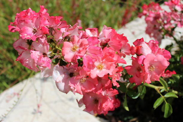 istock Pink white flowers blooming 1087531380