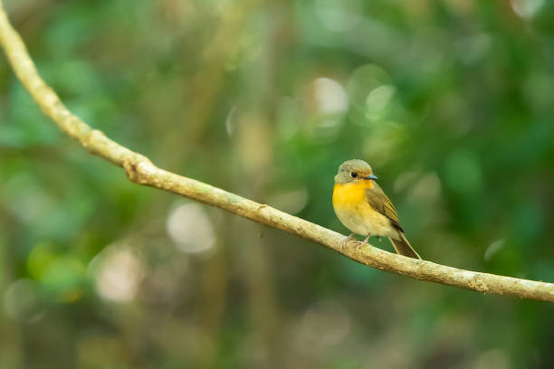 istock A Tickell's blue flycatcher on a liana branch 1087532498